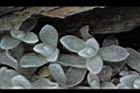 玉山籟簫-葉00.JPG
