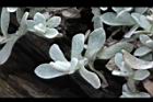 玉山籟簫-葉02.JPG