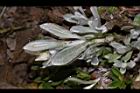 玉山籟簫-葉06.JPG