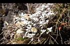 玉山籟簫06.jpg