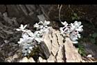 玉山籟簫32.JPG