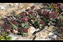 玉山繡線菊-實03.JPG