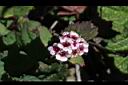 玉山繡線菊-花01.jpg