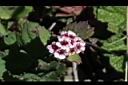 玉山繡線菊-花02.jpg