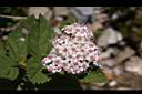 玉山繡線菊-花08.jpg
