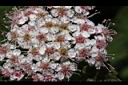 玉山繡線菊-花16.jpg