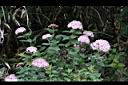 玉山繡線菊-花21.jpg