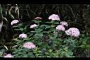 玉山繡線菊-花22.jpg