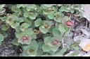 玉山繡線菊-花苞0.jpg