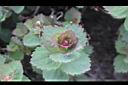 玉山繡線菊-花苞3.jpg