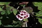 玉山繡線菊-花00.jpg