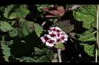 玉山繡線菊-花03.jpg