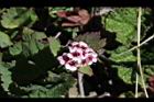 玉山繡線菊-花04.jpg