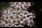 玉山繡線菊-花10.jpg