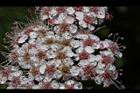 玉山繡線菊-花11.jpg