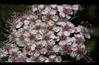 玉山繡線菊-花13.jpg