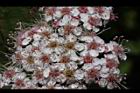 玉山繡線菊-花14.jpg