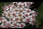 玉山繡線菊-花15.jpg