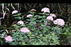 玉山繡線菊-花20.jpg