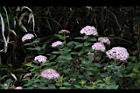 玉山繡線菊-花23.jpg