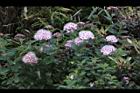 玉山繡線菊-花24.jpg