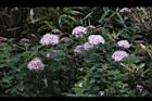 玉山繡線菊-花25.jpg