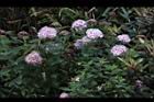 玉山繡線菊-花26.jpg