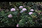 玉山繡線菊-花27.jpg