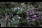 玉山繡線菊-花28.jpg