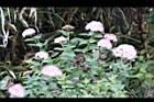玉山繡線菊-花29.jpg