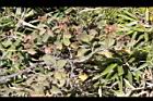 玉山繡線菊08.jpg