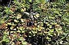 玉山繡線菊09.jpg