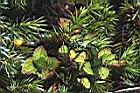 玉山繡線菊10.jpg