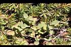 玉山繡線菊13.jpg