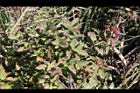 玉山繡線菊19.jpg