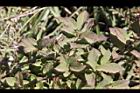 玉山繡線菊20.jpg