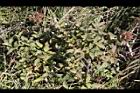 玉山繡線菊21.jpg