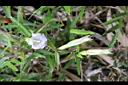 玉山肺形草-花04.jpg