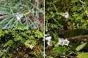 玉山肺形草-花1.jpg