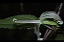 玉山肺形草-花蕊01.JPG