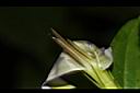 玉山肺形草-花蕊03.JPG