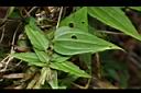 玉山肺形草-葉02.JPG
