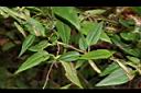 玉山肺形草02.JPG