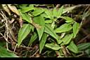玉山肺形草03.JPG