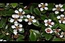 玉山舖地蜈蚣-花07.JPG