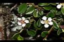 玉山舖地蜈蚣-花10.JPG