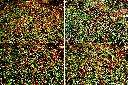 玉山舖地蜈蚣1.jpg