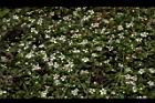 玉山舖地蜈蚣-花01.JPG