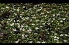 玉山舖地蜈蚣-花02.JPG