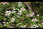 玉山舖地蜈蚣-花05.JPG